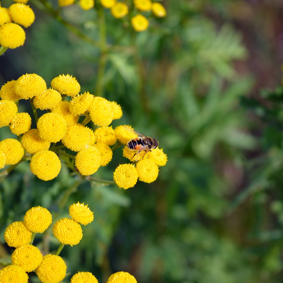 Hoverfly on a tansy flower