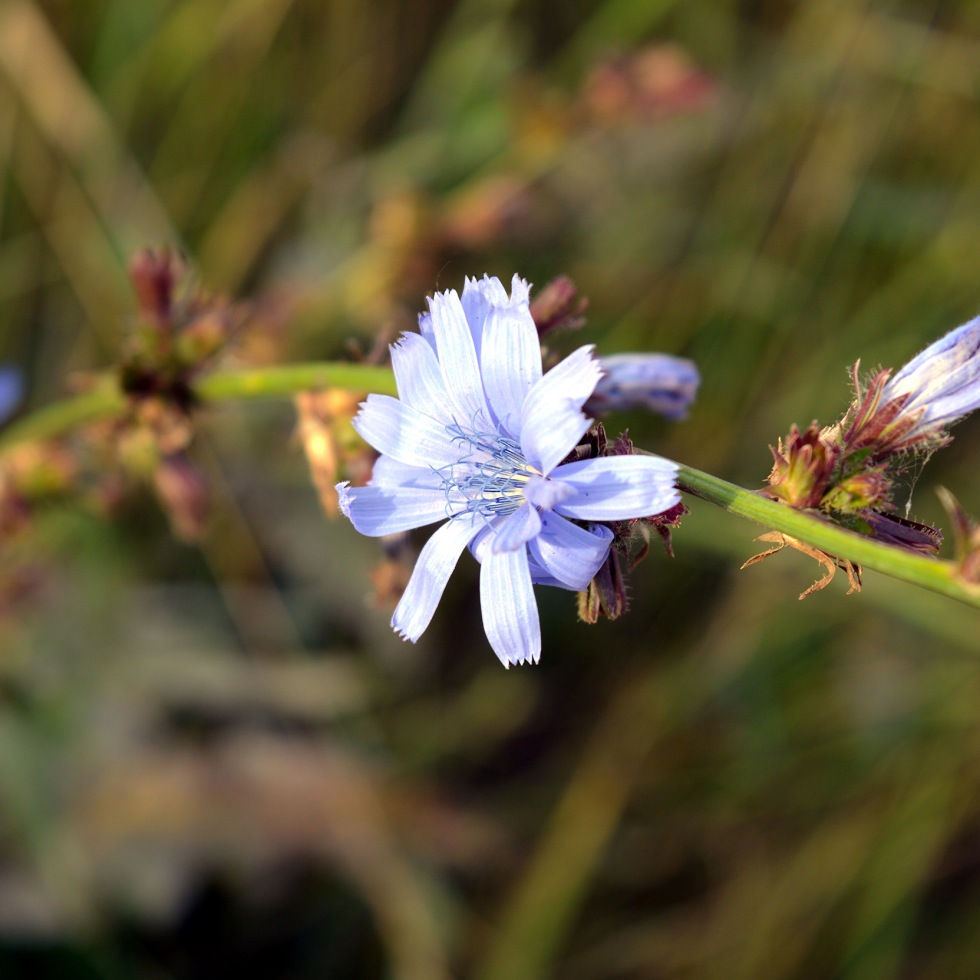 Blue flower of cichorium close up