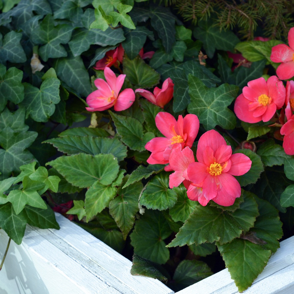 Pink begonia with ivy in a flowerbed