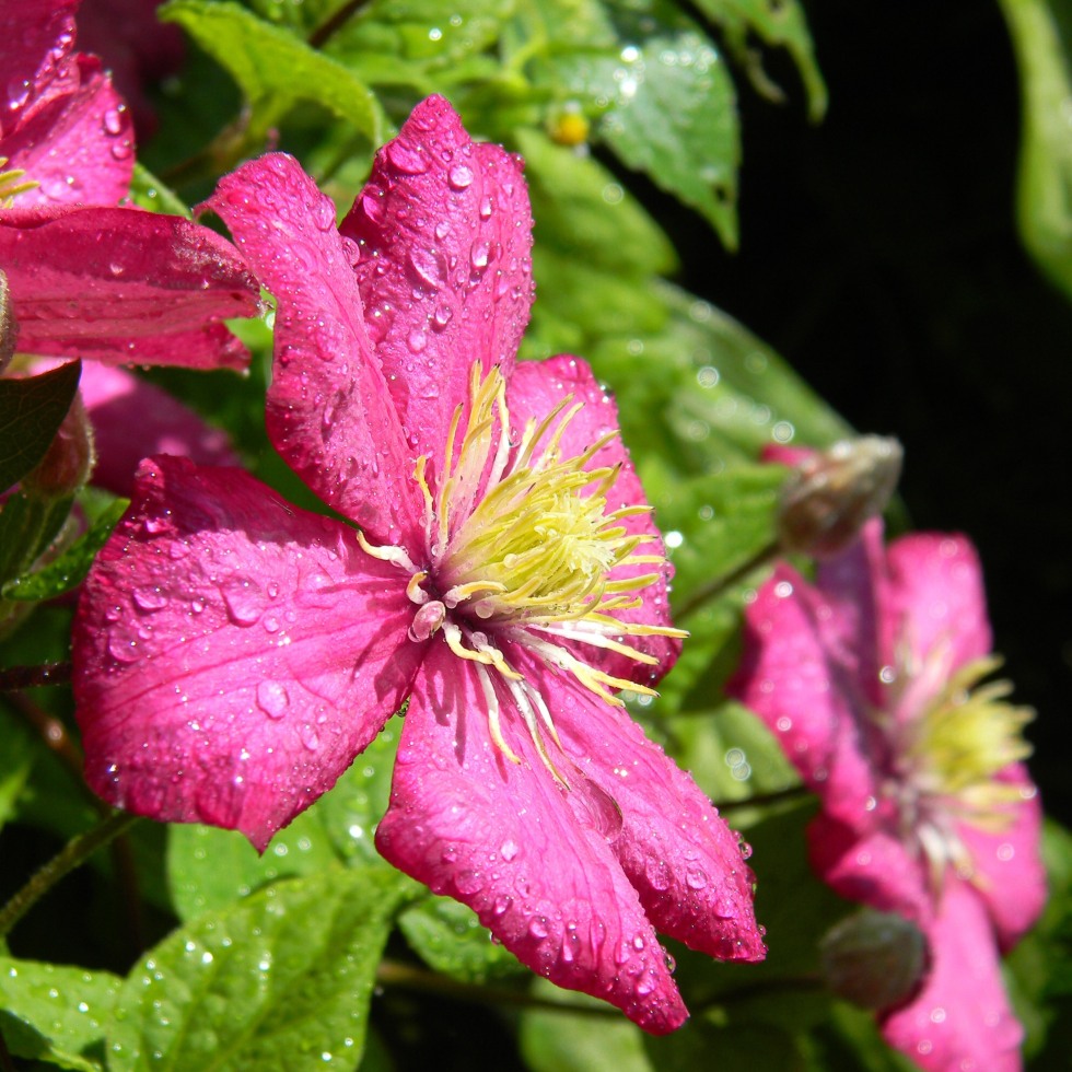 Pink clematis flower with dewdrops on petals