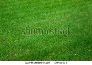 stock-photo-bright-green-fresh-grass-carpet-on-the-lawn-479455693